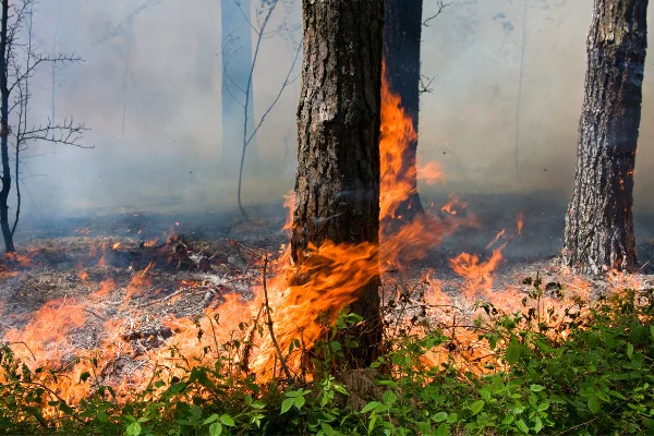 Operaciones de vigilancia y extinción de incendios forestales